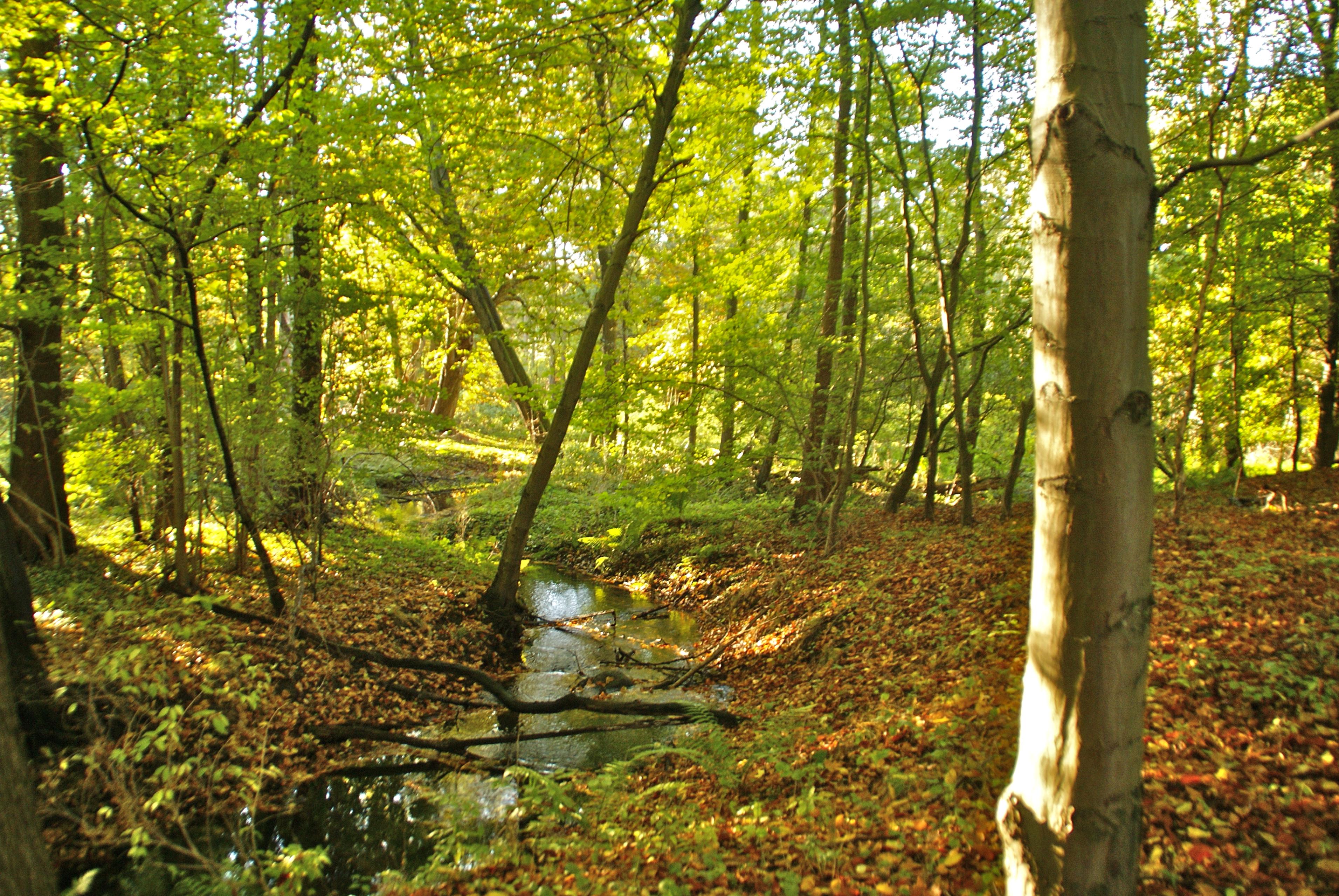 Rodenbeker Quellental